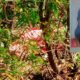 Identificado o corpo encontrado no bairro Antônio Geraldo