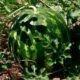 Produção de melancias aumenta renda de agricultores familiares