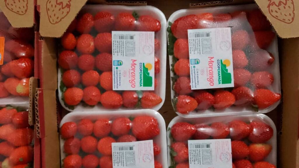 Cooperativa de morangos faz reposicionamento de marca visando acessar mais mercados - Fala Barreiras