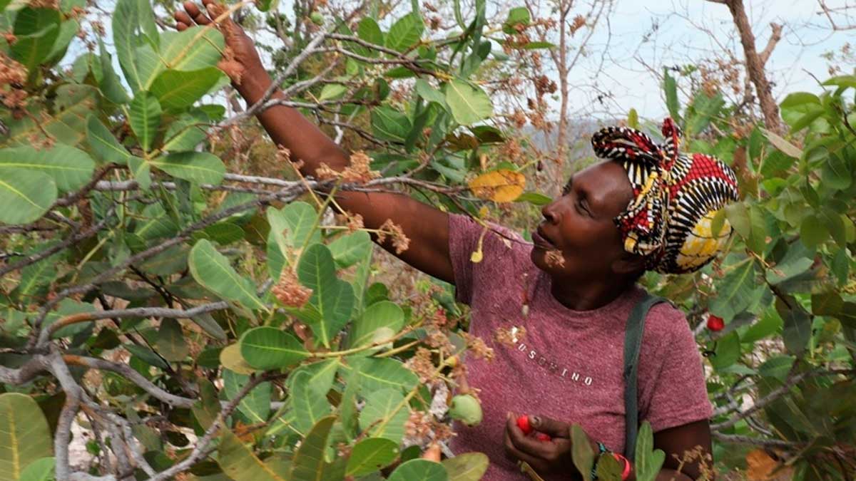 ABRIL INDÍGENA: Campanha em Defesa do Cerrado lança dossiê "Soberania Alimentar e Sociobiodiversidade no Cerrado"