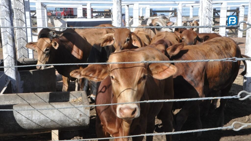Bahia Farm Show será palco de leilão de gado com padrão genético de alta qualidade