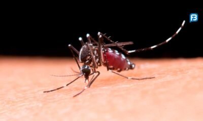 Atenção à dengue