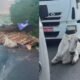 Acidente na BR-232: Caminhões colidem e feridos ficam presos