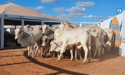 Leilão de gado de corte atrai compradores na Bahia Farm Show
