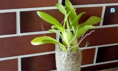 Como plantar orquídea na bucha vegetal