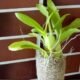 Como plantar orquídea na bucha vegetal