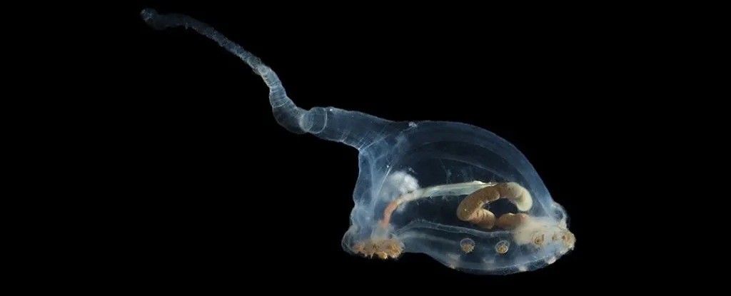 especies de aparencia alienigena sao vistas pela primeira vez no oceano