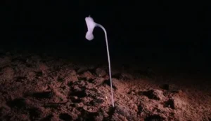 Uma misteriosa esponja de vidro encontrada no oceano abissal