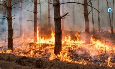 Treinamento de combate a incêndio florestal