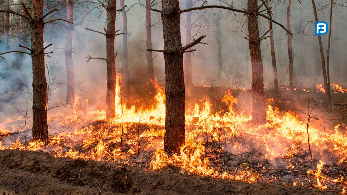 Treinamento de combate a incêndio florestal