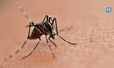 Casos de dengue na Bahia