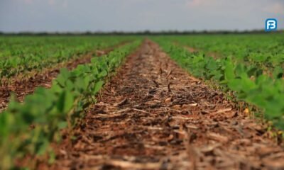 Encontro Nacional Sistema Plantio Direto destaca agricultura sustentável