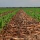 Encontro Nacional Sistema Plantio Direto destaca agricultura sustentável