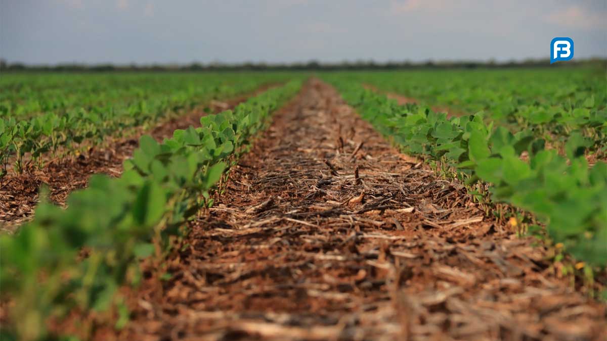 Encontro Nacional Sistema Plantio Direto destaca agricultura sustentável