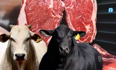 Exportações de carne bovina