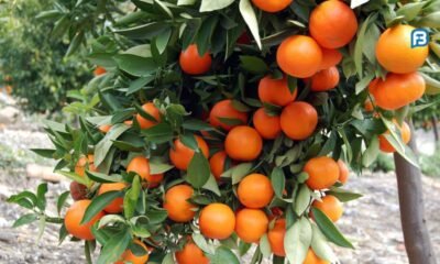 Como plantar laranja Bahia: guia para iniciante
