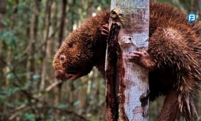 Reintrodução de animais silvestres