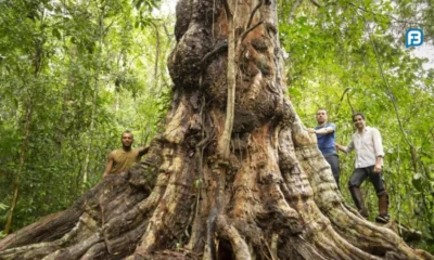 curiosidades sobre a Árvore Pau-Brasil