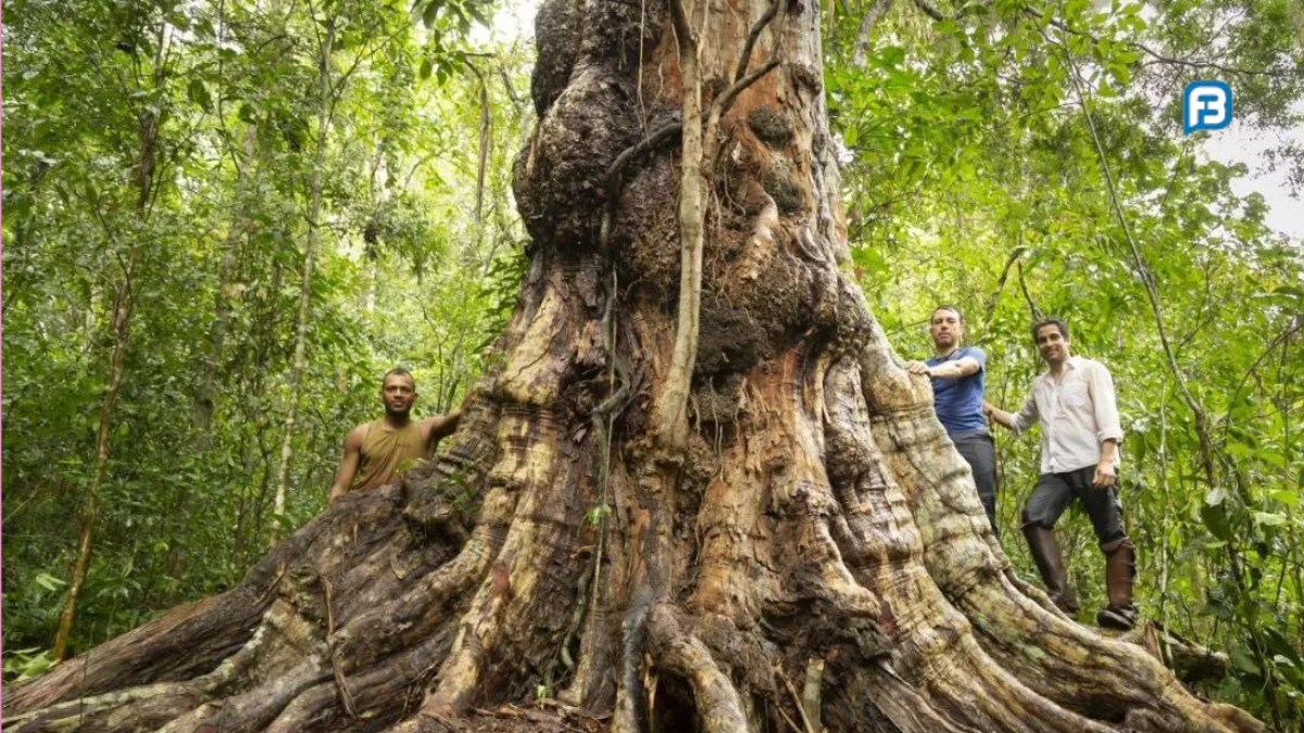 curiosidades sobre a Árvore Pau-Brasil