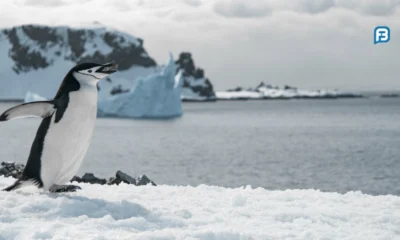 curiosidades sobre os pinguins