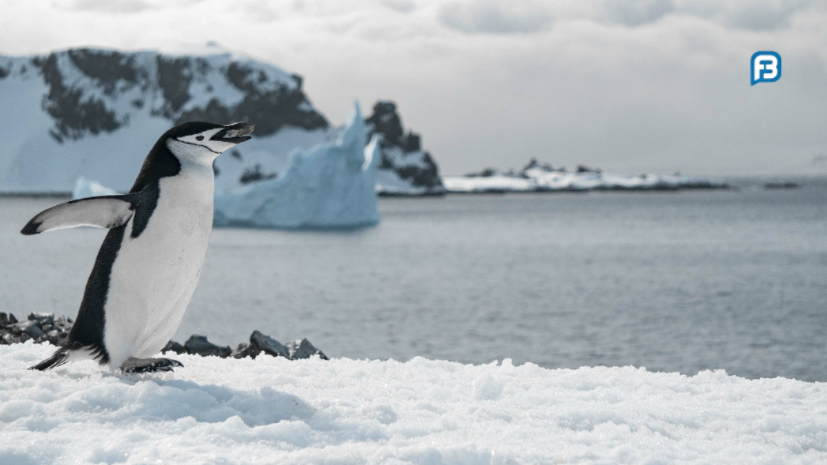 curiosidades sobre os pinguins