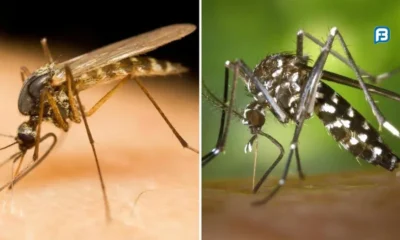 Dengue em Belo Horizonte: Quase 5 mil Novos Casos em uma Semana