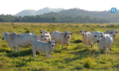 Gestão eficaz da pecuária de cria