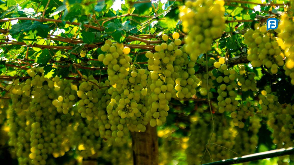 I Seminário da Fruticultura Irrigada