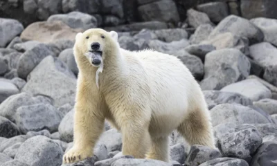 Fotografia de urso-polar