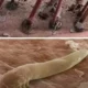 Descubra como o ácaro Demodex pode estar afetando sua pele. Saiba o que ele causa, como prevenir sua proliferação e evitar complicações.