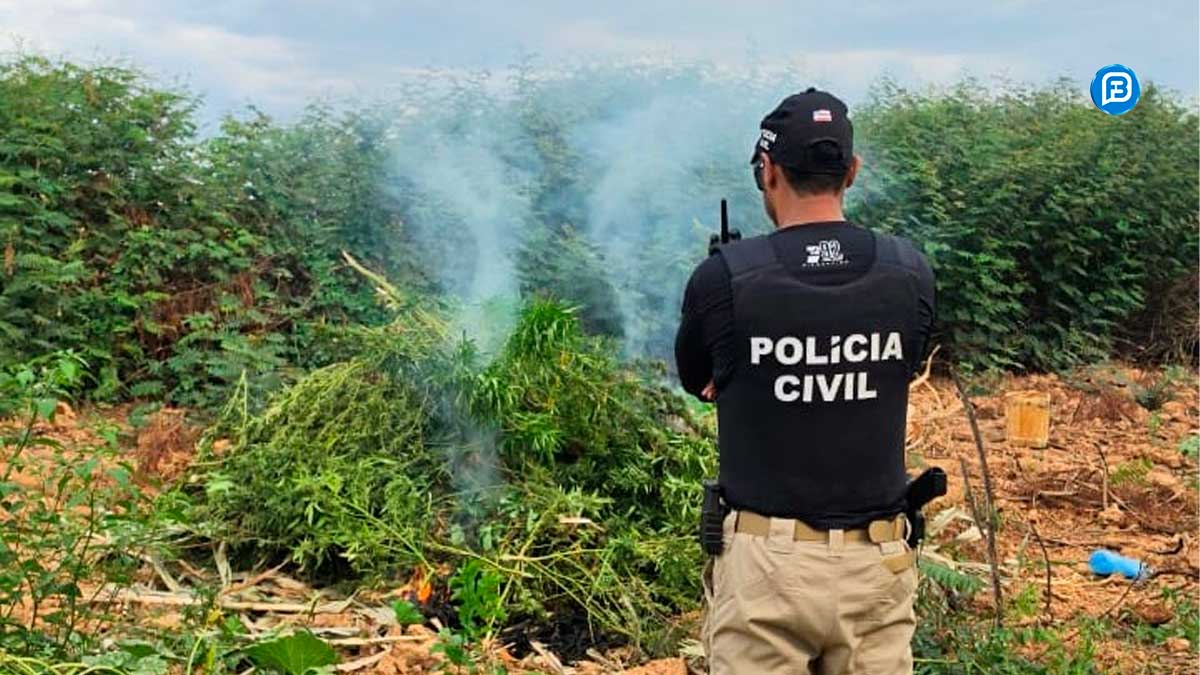 Plantação de maconha com 2 mil pés é erradicada em Muquém