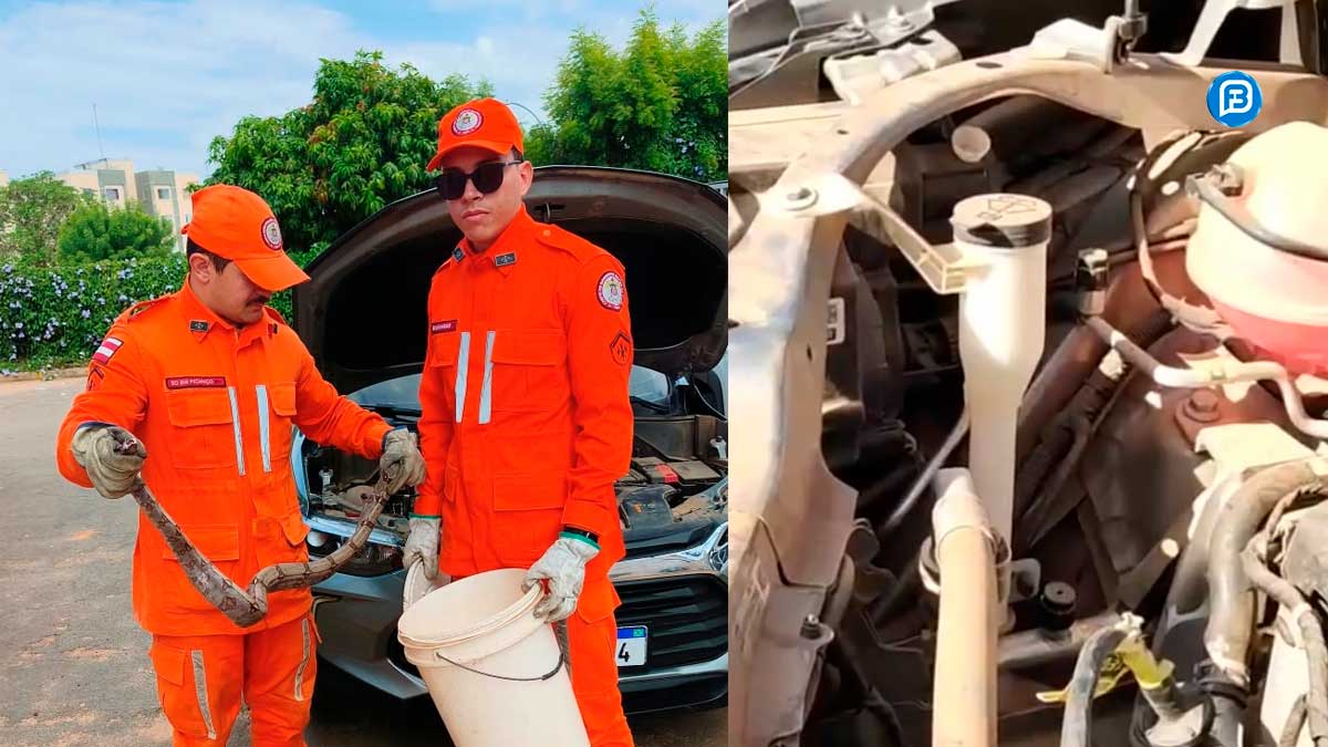 Cobra é resgatada do motor de carro em LEM