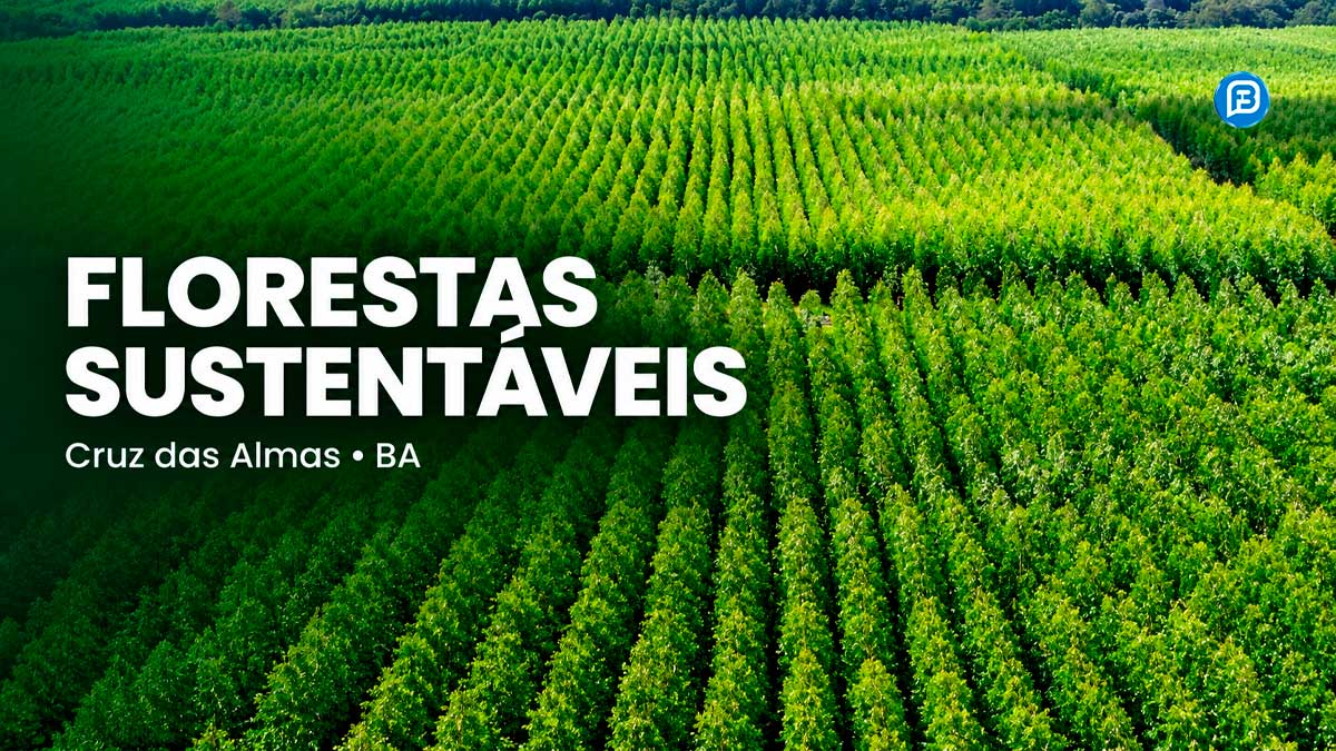 Produção florestal reúne setor em Cruz das Almas nesta quarta