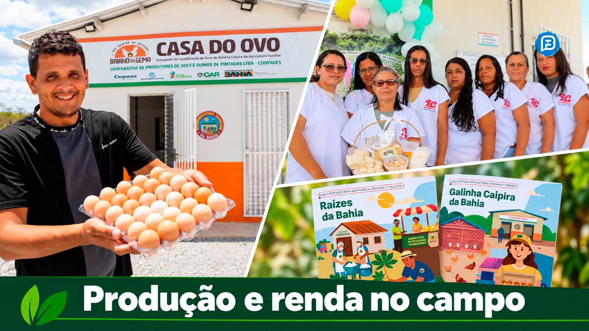 Galinha Caipira da Bahia amplia seleção para 100 organizações