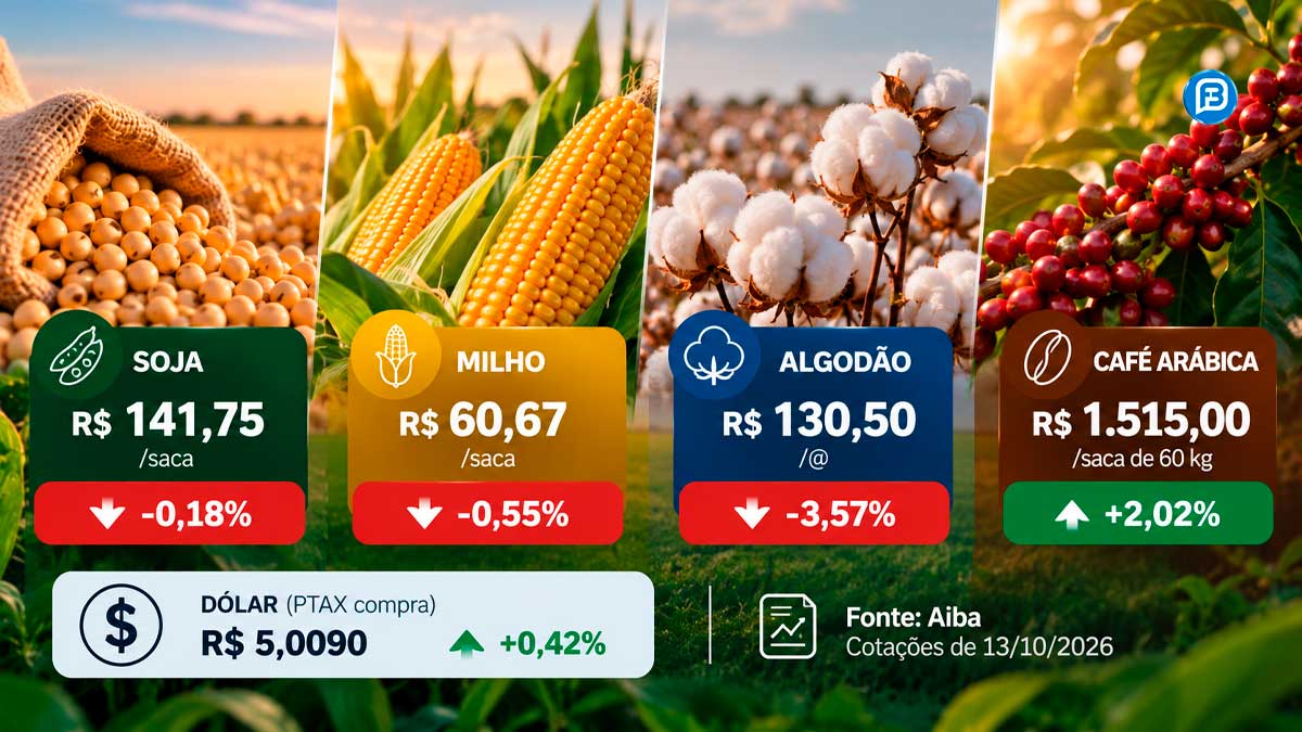 COTAÇÕES DESTA TERÇA-FEIRA: Soja, milho e algodão caem, enquanto café sobe 2,02% no Oeste baiano